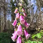 Schoene Und Ruhige In Ottendorf * Sebnitz