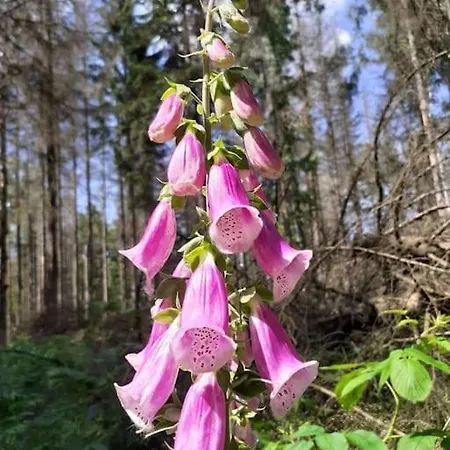 Schöne Und Ruhige In Ottendorf * Sebnitz