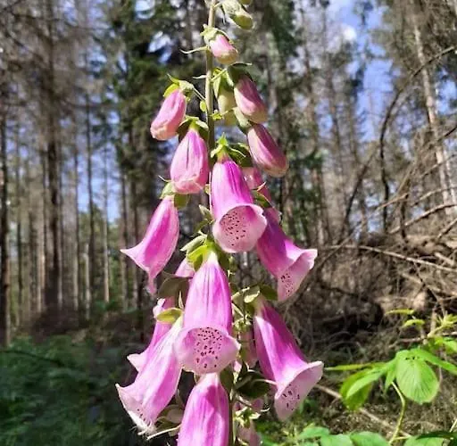 Schoene Und Ruhige In Ottendorf * زبنيتس